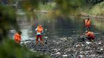 Aksi Pasukan Oranye Bersihkan Sampah di Kali Mati