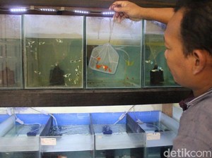 Potensi Bisnis Ikan Gupi yang Cuan hingga Rp 9 Juta per Bulan