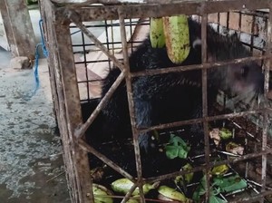 BKSDA Amankan Hewan Langka yang Masuk Perangkap Landak di Sumbar
