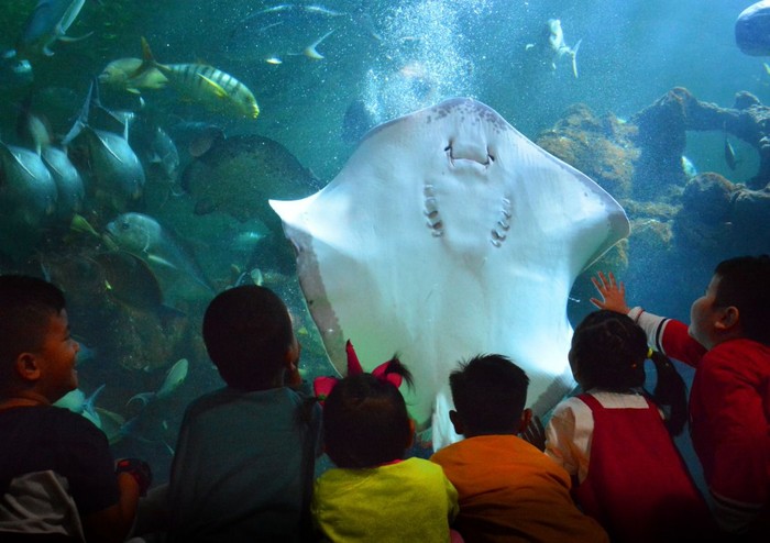 Libur Sekolah, Bisa Kemping Bawah Laut di Jakarta