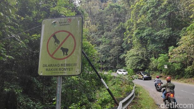 Kawanan Kera di Maros Keluar Hutan, Tunggu Makanan di Pinggir Jalan