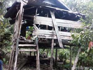 Ironi Lansia Miskin di Polman, Hidup Memprihatinkan di Gubuk Reyot