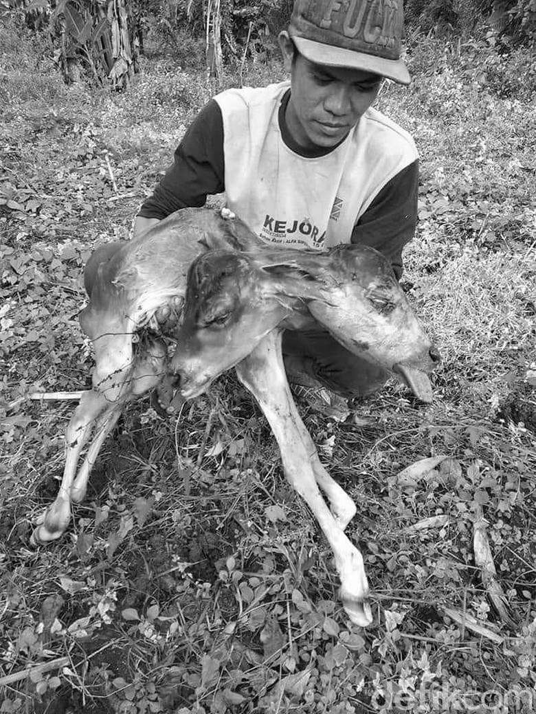Anak Sapi Berkepala Dua Hebohkan Warga Bone Sulsel Anak Sapi Berkepala Dua Hebohkan Warga Bone Sulsel