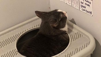 Penampakan seekor kucing yang sedang asyik membaca koran. Tingkah lucu kucing itu menarik perhatian netizen dan mencuit Anak perempuan orang ini menulis surat kabar untuk dibaca kucing mereka saat berada di baki sampah. Istimewa/Dok. Borendpanda/SimonNRicketts.