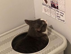 Kumpulan Foto Cuitan tentang Kucing Ini Bikin Gemas