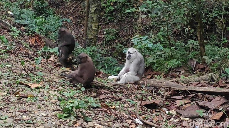 Kawanan Kera di Maros Keluar Hutan, Tunggu Makanan di Pinggir Jalan Kawanan Kera di Maros Keluar Hutan, Tunggu Makanan di Pinggir Jalan