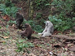 Kawanan Kera di Maros Keluar Hutan, Tunggu Makanan di Pinggir Jalan