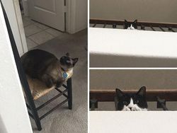 Kumpulan Foto Cuitan tentang Kucing Ini Bikin Gemas