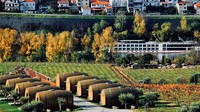 Inilah Perkebunan anggur Quinta de Pacheca di Portugal yang sudah ada sejak abad ke-16. Di tengah kebun anggur ini, ada penginapan unik. (dok. Quinta de Pacheca)