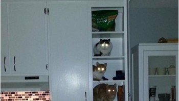 Kelakuan sekelompok kucing di malam hari yang terciduk majikannya. Kucing : kembali tidur, ini bukan urusanmu. Istimewa/Dok. Boredpanda/Richard_Kadrey.