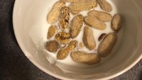 Kehabisan sereal bukan menjadi alasan netizen yang satu ini tidak sarapan. Ditambah dengan susu, kacang penuh cangkang ini direndam agar teksturnya lembek dan mirip seperti sereal, duh ada-ada saja! Foto: Twitter
