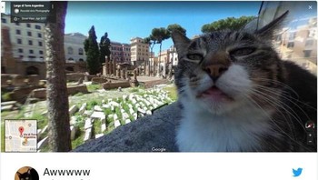 Foto yang tidak disengaja diambil oleh pekerja dari Google Maps. Google Street View di Roma. Istimewa/Dok. Boredpanda/AwwwwCats.