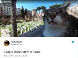 Kumpulan Foto Cuitan tentang Kucing Ini Bikin Gemas