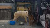 Tentang Herder-Samoyed, Anjing Keluarga Artis yang Gigit Bocah di Sleman