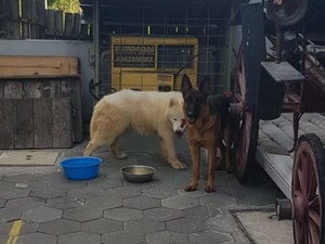 Agar Luka Tak Parah, Begini Respons Hadapi Anjing yang Menggigit