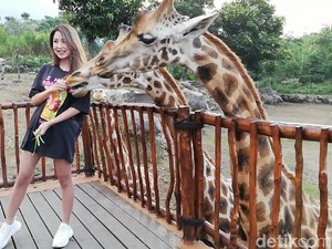 Yang Baru di Pasuruan, Bersafari Sambil Beri Makan Jerapah