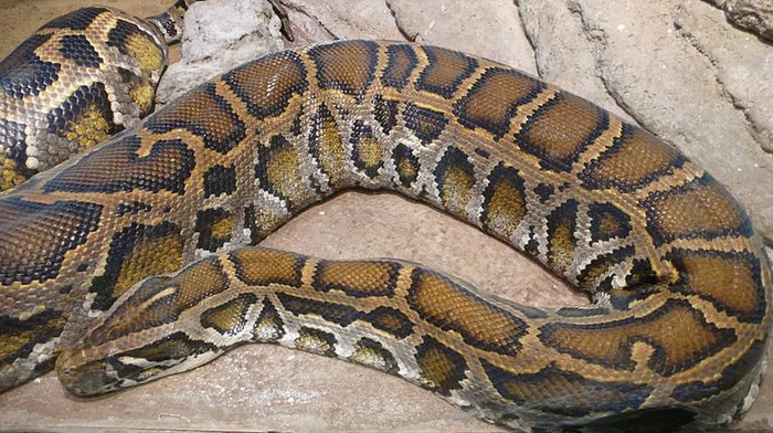 (Sanca Bodo/Wikimedia Commons, Marcel Burkhard )
