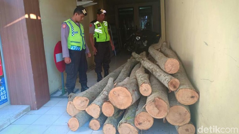 Curi 17 Batang Kayu Sengon di Trenggalek, Dua Pembalak Liar Diringkus Curi 17 Batang Kayu Sengon di Trenggalek, Dua Pembalak Liar Diringkus