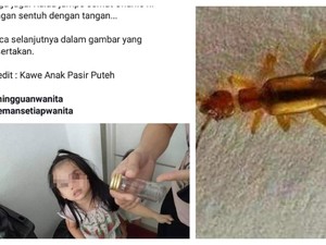 Ramai Broadcast Semut Charlie Gigiti Kulit, Hewan Apakah Itu?