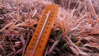 Selama satu minggu berturut-turut, suhu udara di Dieng berada di bawah 0 derajat celsius. Hanya setiap harinya titik terendah suhu udara di Dieng beragam. (Uje Hartono/detikcom)
