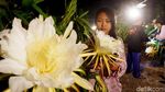 Berburu Foto Instagramable di Kebun Buah Naga Pada Malam Hari