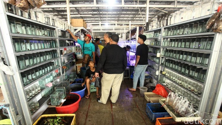 Penjual Ikan Hias Di Trotoar Jatinegara Direlokasi