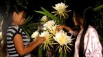 Berburu Foto Instagramable di Kebun Buah Naga Pada Malam Hari