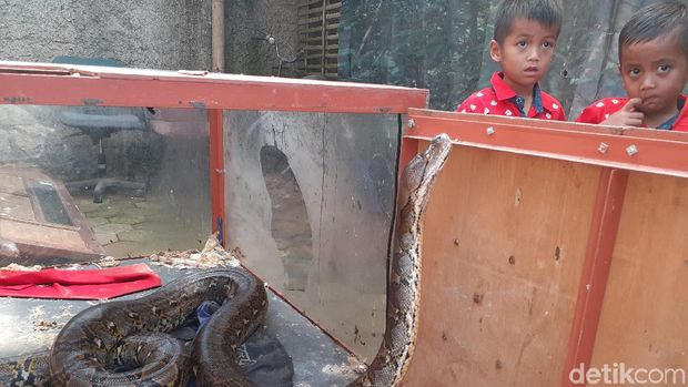 Mengintip Rumah Ular Milik Steve Ewon di Bandung Barat