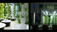 Bandara Chicago di AS, punya kebun sayur yang unik. Ada tanaman basil, paprika hingga berbagai bunga di sini. Waduh! (Chicago Airport)