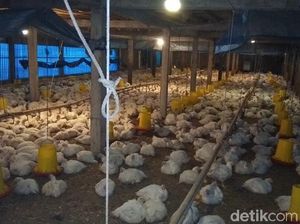 Selamatkan Peternak, Kemendag bakal Gelar Bazar Ayam