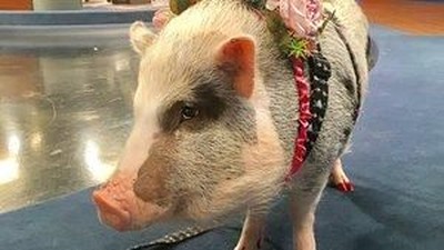 Foto: Babi, Sayur dan Aneka Fasilitas Bandara yang Aneh