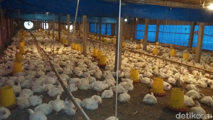 Harga ayam potong anjlok mengakibatkan peternak merugi, (25/6/2019).