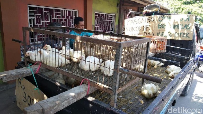 Rugi Rp 50 Juta Tiap Panen, Peternak Ayam di Blitar Siap Gulung Tikar Rugi Rp 50 Juta Tiap Panen, Peternak Ayam di Blitar Siap Gulung Tikar