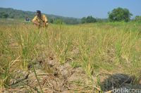 Alami Kekeringan, 15 Hektare Sawah di Mundu Cirebon Gagal Panen