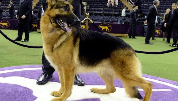 Tentang Herder Samoyed Anjing Keluarga Artis Yang Gigit Bocah Di Sleman