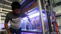 Pembeli melihat-lihat koleksi ikan yang dijual.