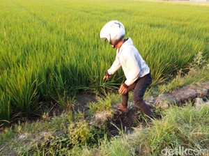 Nenek 77 Tahun di Boyolali Gagalkan Perampasan Cincin Emas