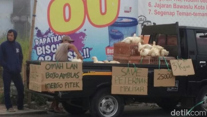 Peternak Ayam Di Blitar Obral Hewan Ternak Ini Alasannya