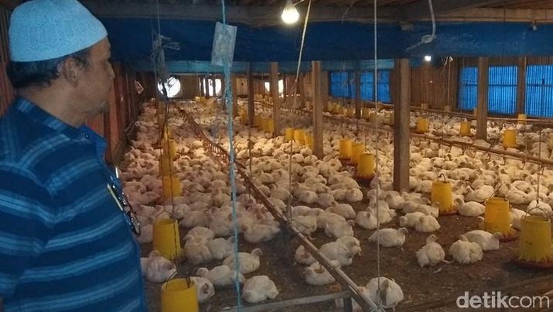 Harga Anjlok, Peternak Ayam di Magelang Menjerit Harga Anjlok, Peternak Ayam di Magelang Menjerit