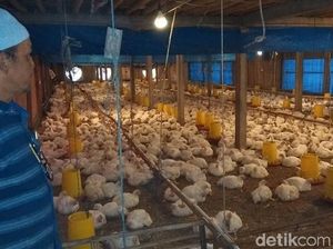 Harga Anjlok, Peternak Ayam di Magelang Menjerit