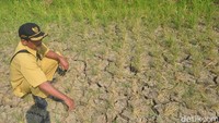 Belasan hektare sawah di Desa Sinarrancang, Kecamatan Mundu, Kabupaten Cirebon, Jawa Barat, gagal panen lantaran dilanda kekeringan. Menurut perangkat Desa Sinarrancang Nono ada 15 hektare sawah yang kekeringan. Nono pun menambahkan minimnya sumber mata air di wilayah Sinarrancang menjadi salah satu faktor penyebab kekeringan tersebut. Dok. Detikcom/Sudirman Wamad.