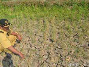 Alami Kekeringan, 15 Hektare Sawah di Mundu Cirebon Gagal Panen