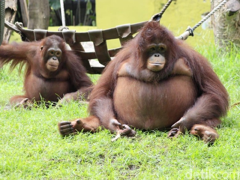 Ini Penjelasan KBS Soal Video Viral Keeper Pukuli Orangutan Ini Penjelasan KBS Soal Video Viral Keeper Pukuli Orangutan