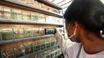 Penjual Ikan Hias di Trotoar Jatinegara Direlokasi