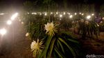 Berburu Foto Instagramable di Kebun Buah Naga Pada Malam Hari