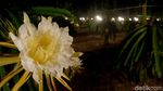 Berburu Foto Instagramable di Kebun Buah Naga Pada Malam Hari