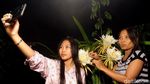 Berburu Foto Instagramable di Kebun Buah Naga Pada Malam Hari