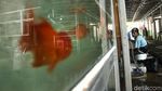 Penjual Ikan Hias di Trotoar Jatinegara Direlokasi