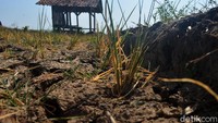 Tanah di persawahan ini pun terlihat retak-retak akibat kekurangan air.