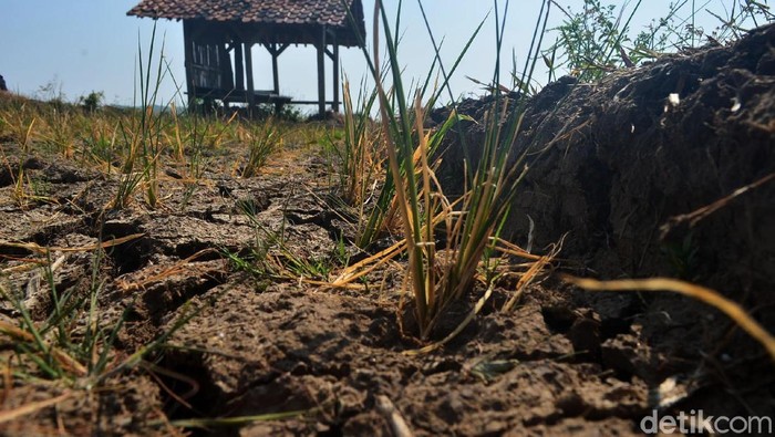 Kekeringan melanda Desa Sinarrancang, Kecamatan Mundu, Kabupaten Cirebon, Jawa Barat. Belasan hektar sawah pun gagal panen karena kekeringan.